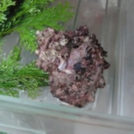 やってみないか サザエの刺身 レシピ 作り方 By あとぶー 楽天レシピ やってみないか サザエの刺身 レシピ 作り方 By あとぶー 楽天レシピ